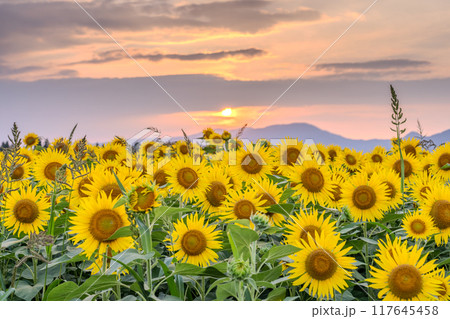 《新潟県》満開のひまわり畑・夕暮れの津南ひまわり広場 《新潟県》満開のひまわり畑・夕暮れの津南ひまわり広場 117645458
