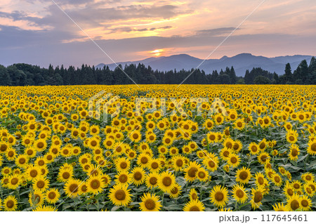 《新潟県》満開のひまわり畑・夕暮れの津南ひまわり広場 117645461