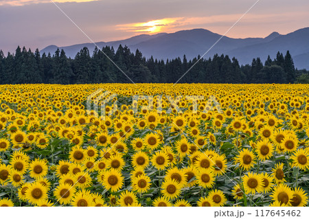 《新潟県》満開のひまわり畑・夕暮れの津南ひまわり広場 117645462