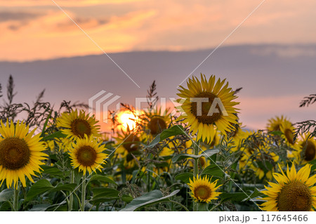 《新潟県》満開のひまわり畑・夕暮れの津南ひまわり広場 117645466