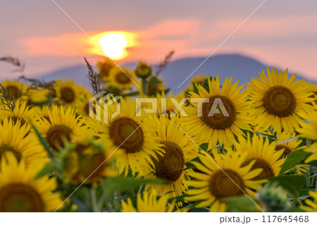 《新潟県》満開のひまわり畑・夕暮れの津南ひまわり広場 《新潟県》満開のひまわり畑・夕暮れの津南ひまわり広場 117645468