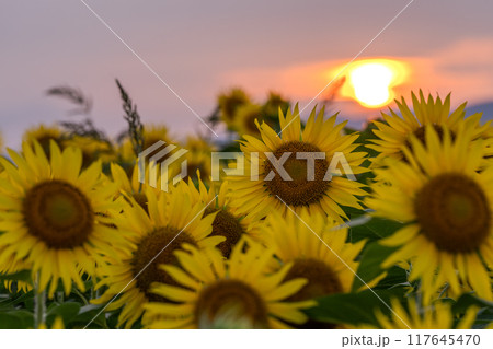 《新潟県》満開のひまわり畑・夕暮れの津南ひまわり広場 117645470