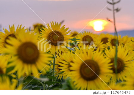 《新潟県》満開のひまわり畑・夕暮れの津南ひまわり広場 117645473