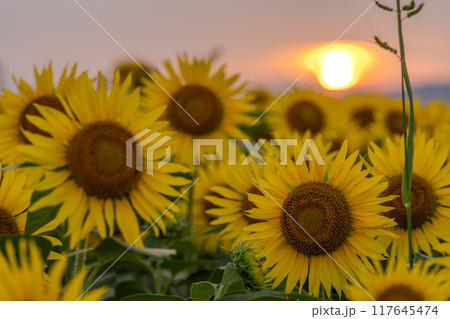 《新潟県》満開のひまわり畑・夕暮れの津南ひまわり広場 117645474