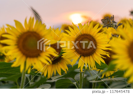 《新潟県》満開のひまわり畑・夕暮れの津南ひまわり広場 《新潟県》満開のひまわり畑・夕暮れの津南ひまわり広場 117645478
