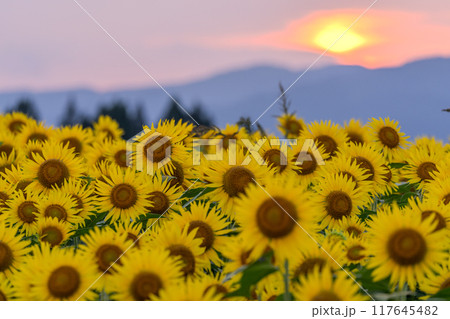 《新潟県》満開のひまわり畑・夕暮れの津南ひまわり広場 117645482