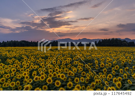 《新潟県》満開のひまわり畑・夕暮れの津南ひまわり広場 《新潟県》満開のひまわり畑・夕暮れの津南ひまわり広場 117645492
