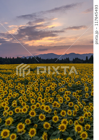《新潟県》満開のひまわり畑・夕暮れの津南ひまわり広場 117645493