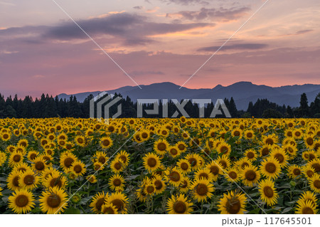 《新潟県》満開のひまわり畑・夕暮れの津南ひまわり広場 117645501