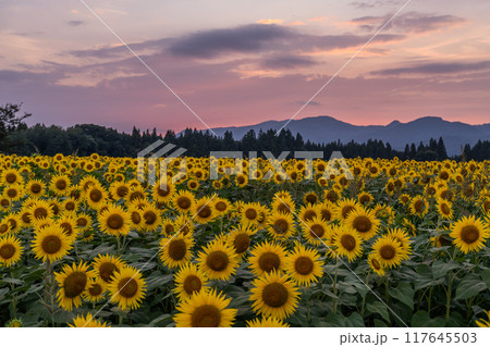 《新潟県》満開のひまわり畑・夕暮れの津南ひまわり広場 117645503