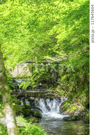 京都　貴船の川床　新緑の季節 117645604