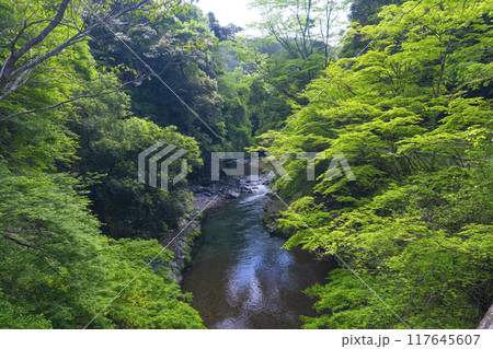 高雄橋から眺める清滝 117645607