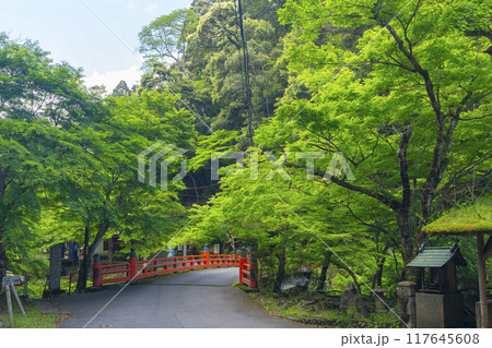 京都 神護寺参道 高雄橋と新緑 京都 神護寺参道 高雄橋と新緑 117645608
