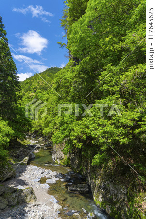 清滝橋から眺める清滝川（錦雲渓） 117645625