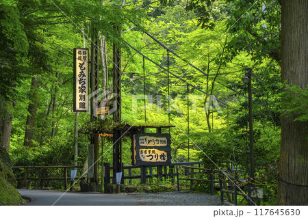 京都　神護寺麓　もみじばしと新緑 117645630
