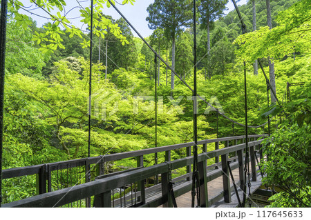 京都　神護寺麓　もみじばしと新緑 117645633