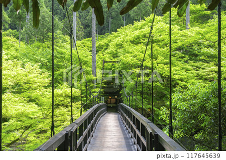 京都　神護寺麓　もみじばしと新緑 117645639