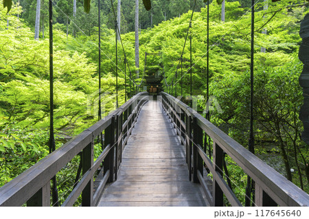 京都　神護寺麓　もみじばしと新緑 117645640