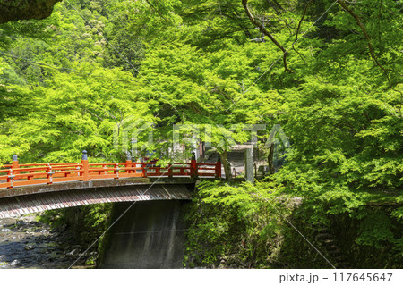京都 神護寺参道 高雄橋と新緑 京都 神護寺参道 高雄橋と新緑 117645647