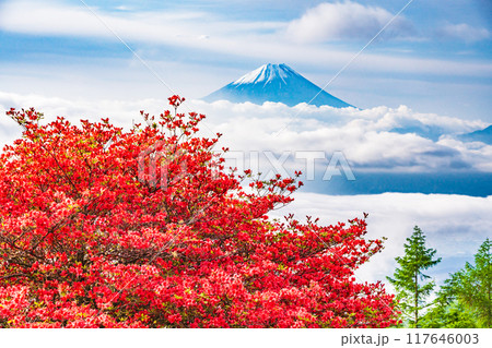 【山梨県】山ツツジ咲く甘利山から富士山を望む 117646003