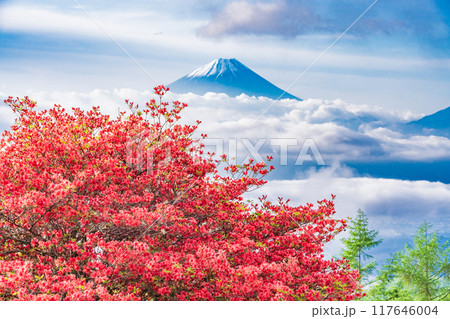 【山梨県】山ツツジ咲く甘利山から富士山を望む 【山梨県】山ツツジ咲く甘利山から富士山を望む 117646004