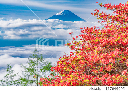 【山梨県】山ツツジ咲く甘利山から富士山を望む 117646005