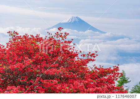 【山梨県】山ツツジ咲く甘利山から富士山を望む 【山梨県】山ツツジ咲く甘利山から富士山を望む 117646007