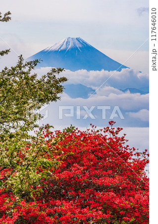 【山梨県】山ツツジ咲く甘利山から富士山を望む 117646010