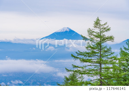【山梨県】カラマツの新緑が美しい甘利山から富士山を望む 117646141