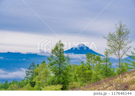 【山梨県】カラマツの新緑が美しい甘利山から富士山を望む 【山梨県】カラマツの新緑が美しい甘利山から富士山を望む 117646144