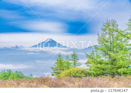 【山梨県】カラマツの新緑が美しい甘利山から富士山を望む 【山梨県】カラマツの新緑が美しい甘利山から富士山を望む 117646147
