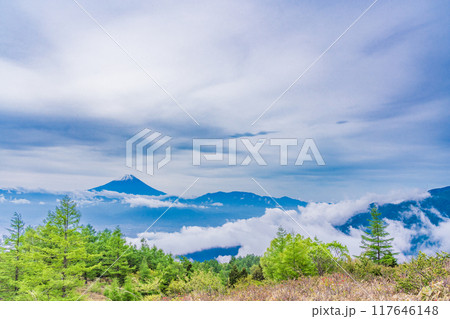 【山梨県】カラマツの新緑が美しい甘利山から富士山を望む 【山梨県】カラマツの新緑が美しい甘利山から富士山を望む 117646148