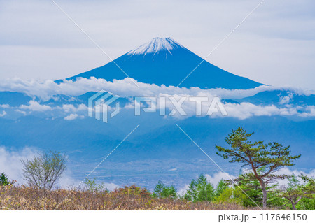【山梨県】カラマツの新緑が美しい甘利山から富士山を望む 117646150