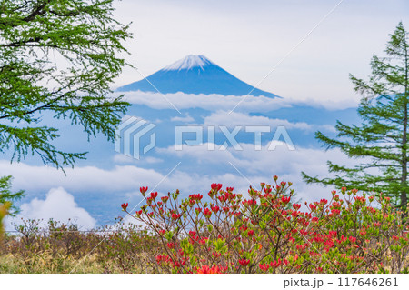 【山梨県】ツツジと新緑が美しい甘利山から富士山を望む 【山梨県】ツツジと新緑が美しい甘利山から富士山を望む 117646261