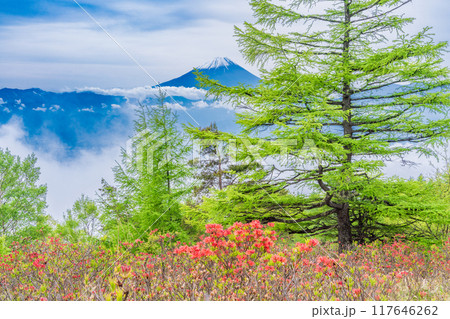 【山梨県】ツツジと新緑が美しい甘利山から富士山を望む 【山梨県】ツツジと新緑が美しい甘利山から富士山を望む 117646262
