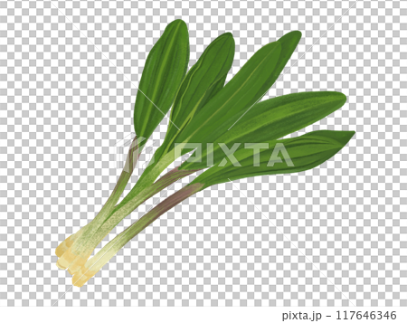 格蘭傑大蒜 117646346