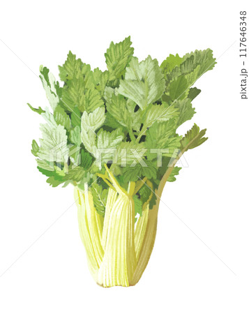 セロリ 117646348