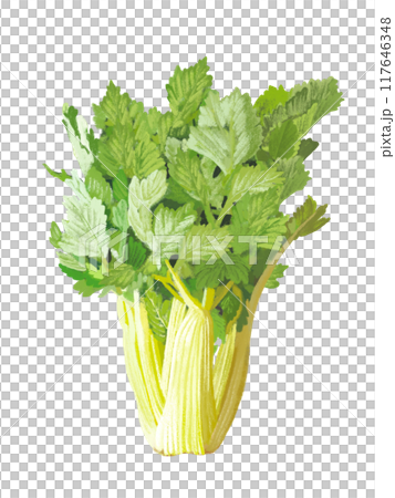 セロリ 117646348