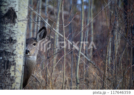 Female Mule deer is hiding behind the tree trunk in the forest in autumn. Female Mule deer is hiding behind the tree trunk in the forest in autumn. 117646359
