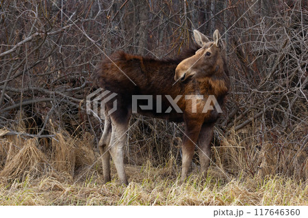 Female moose is standing in the forest of bare trees and bushes, dry grass in early spring. Molted fur. 117646360