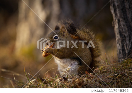 Cute American red squirrel is sitting and eating a cone in dry yellow grass in spring on the ground of the forest. 117646363
