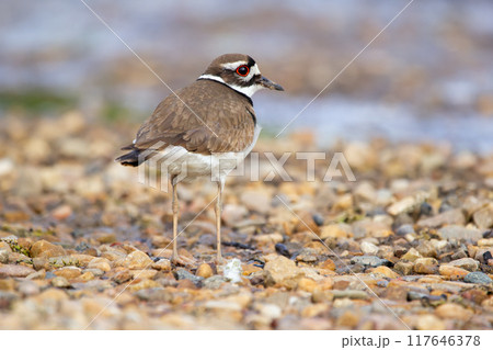 Back view of a cute shore bird Killdeer standing on gravel near the river bank in summer. 117646378