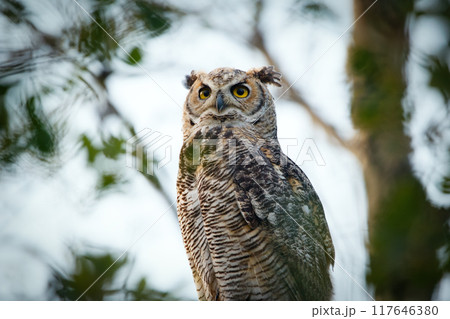 Young Great-horned owl is sitting on a tree with green leaves in the poplar wood in summer and looking for prey in summer. 117646380