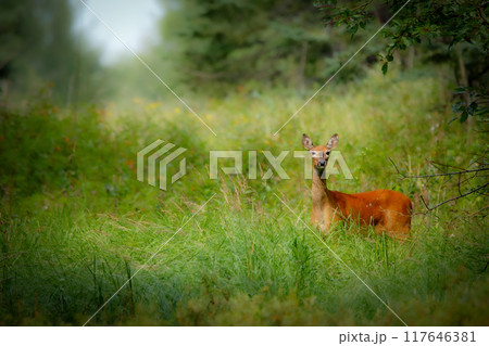 Female White-tailed deer is standing alerted in the forest trail among trees and high grass with wild flowers in summer day. Rural landscape. 117646381