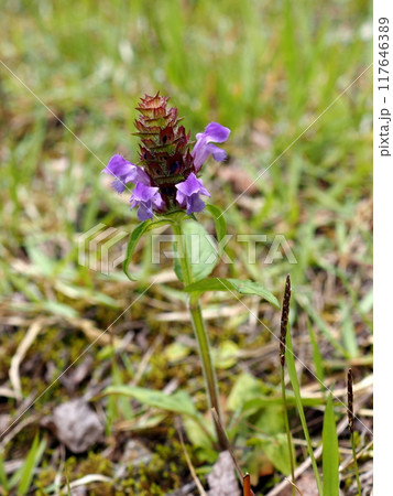 高原に咲くウツボグサの花 117646389