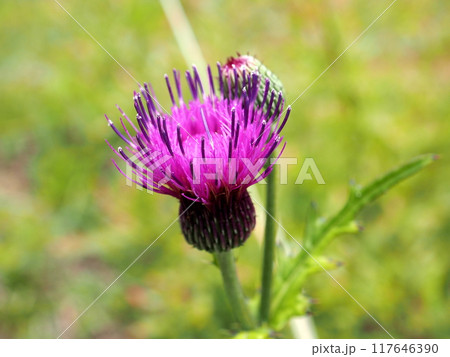 高原に咲くアザミの花 117646390