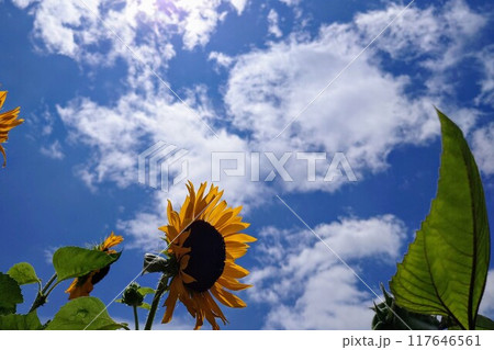 夏空に向かって元気に咲くひまわりの花 117646561