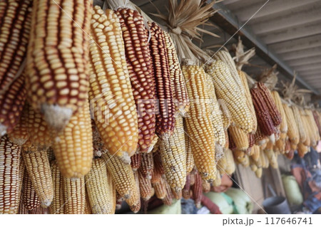 モン族のとうもろこし 117646741