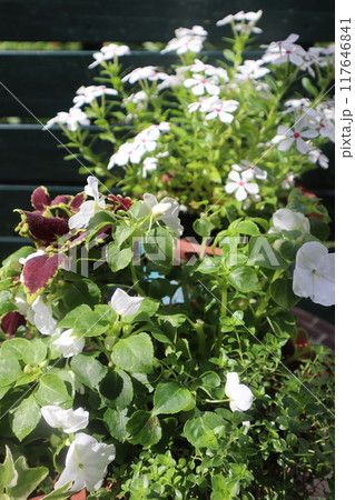 白い花の寄せ植え＆寄せ鉢 117646841