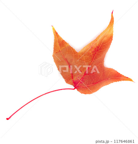 Dried maple leaves isolated over white background. Dried maple leaves isolated over white background. 117646861